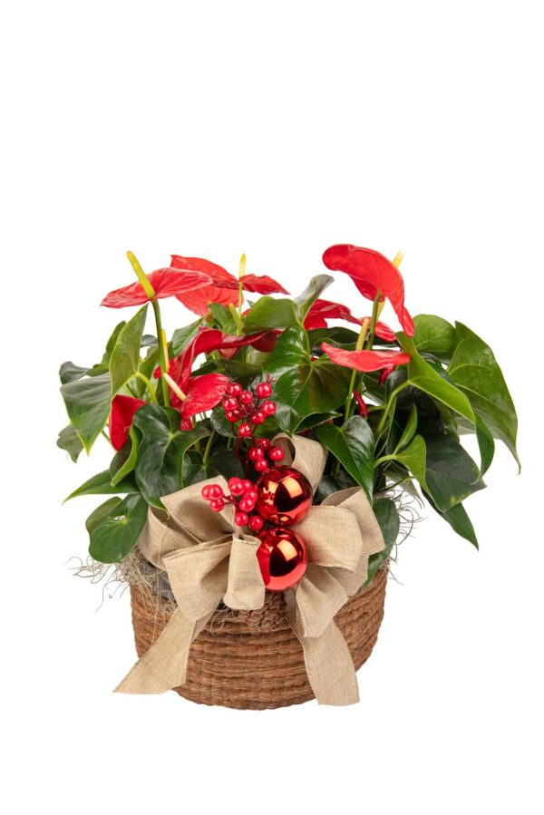 Orquideas SyM - arreglos florales para Navidad