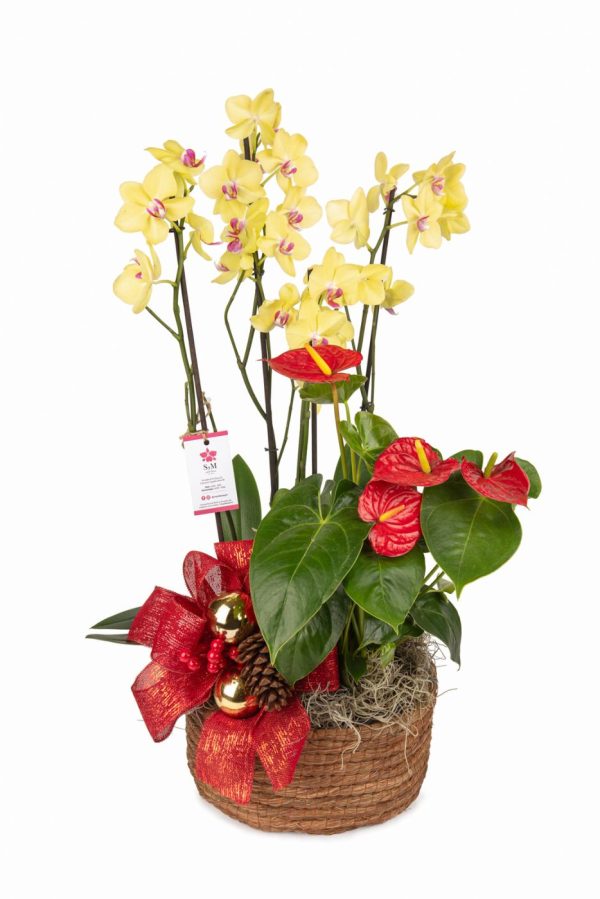 Orquideas SyM - arreglos florales para Navidad