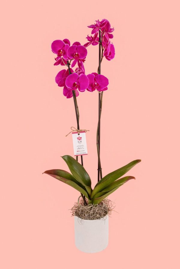 Orquideas SyM - arreglos florales para el Día del Cariño