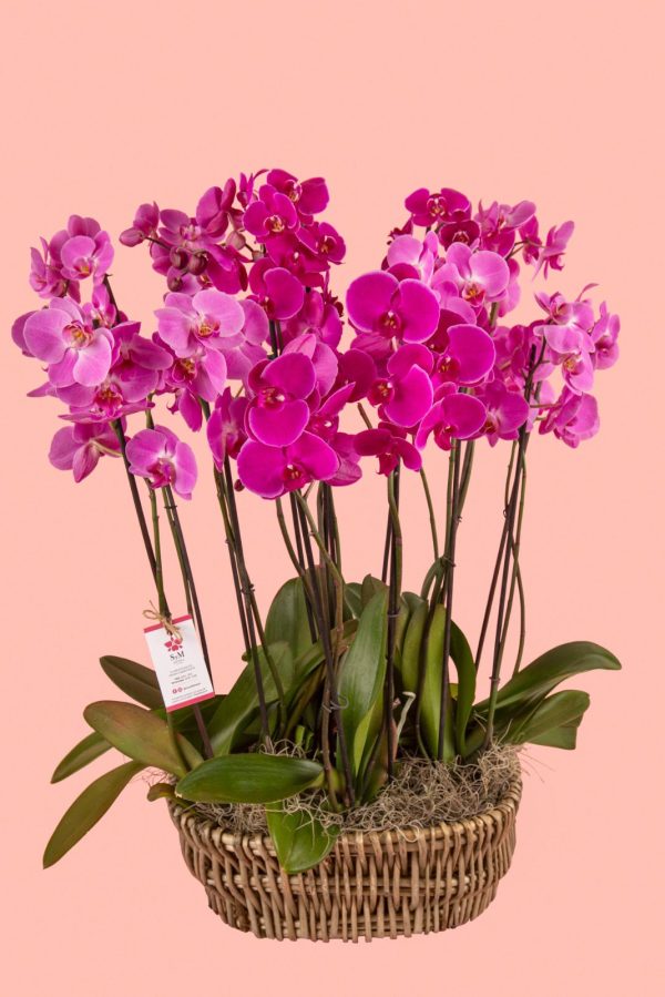 Orquideas SyM - arreglos florales para el Día del Cariño