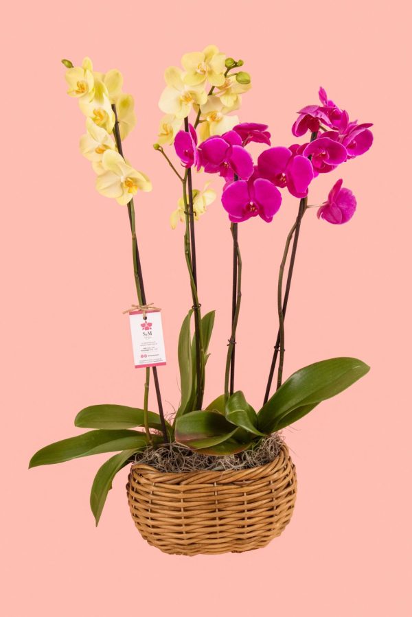 Orquideas SyM - arreglos florales para el Día del Cariño