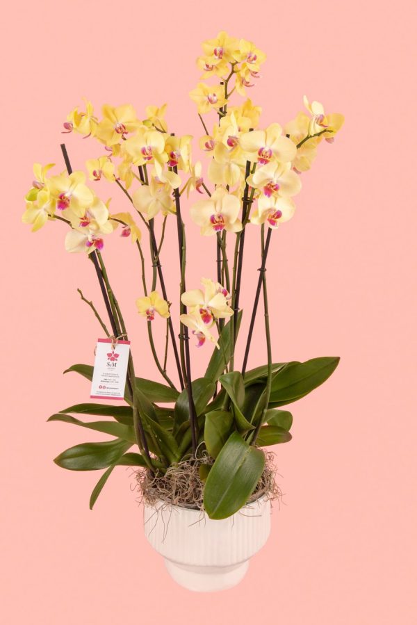 Orquideas SyM - arreglos florales para el Día del Cariño