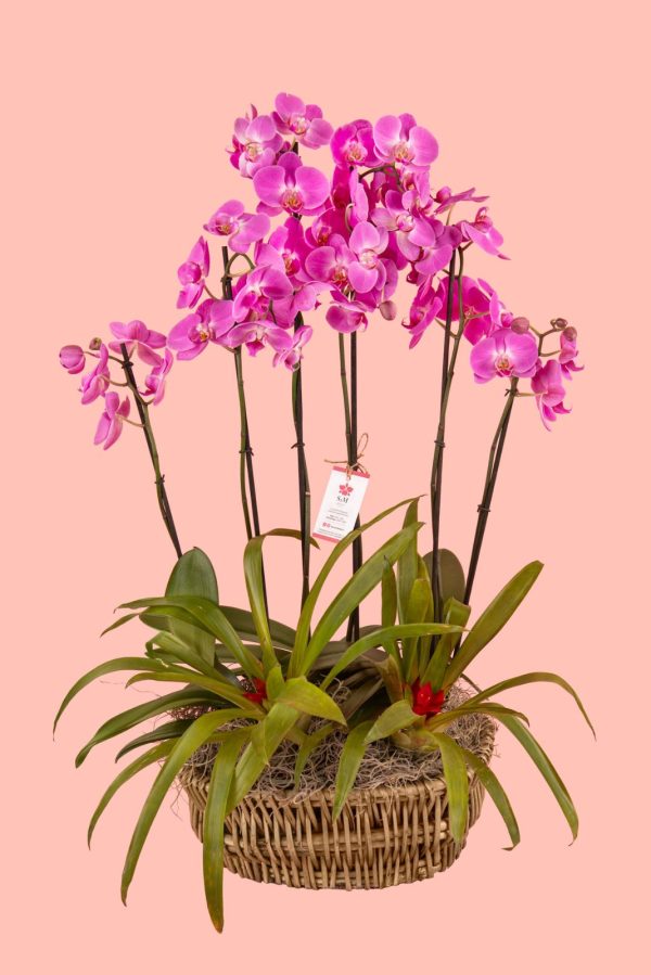 Orquideas SyM - arreglos florales para el Día del Cariño