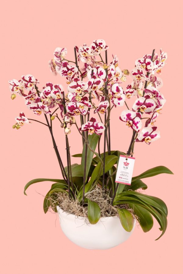 Orquideas SyM - arreglos florales para el Día del Cariño