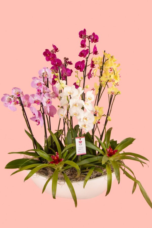 Orquideas SyM - arreglos florales para el Día del Cariño