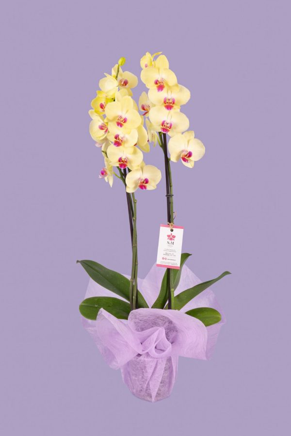 Orquideas SyM - arreglos florales para el Día de la Madre