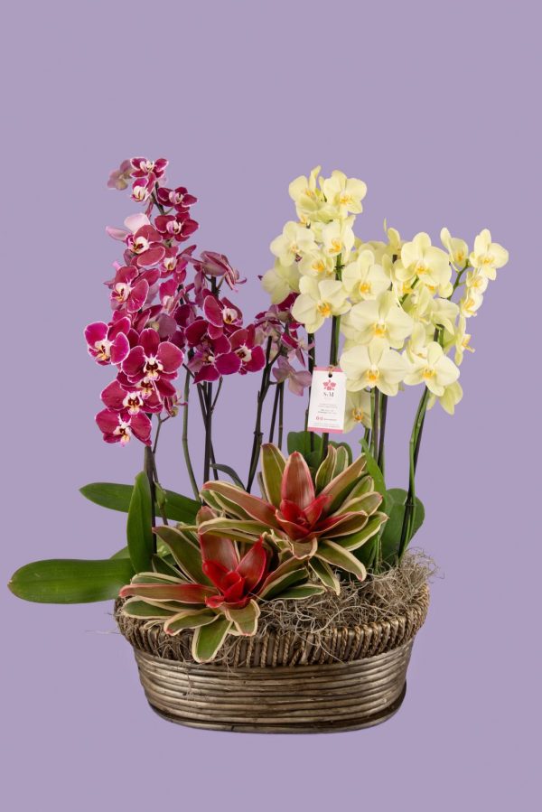 4 Phalaenopsis y 2 Bromelias en canasto