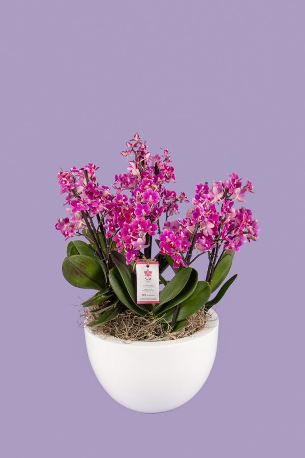 orquideas-sym-guatemala-26M11