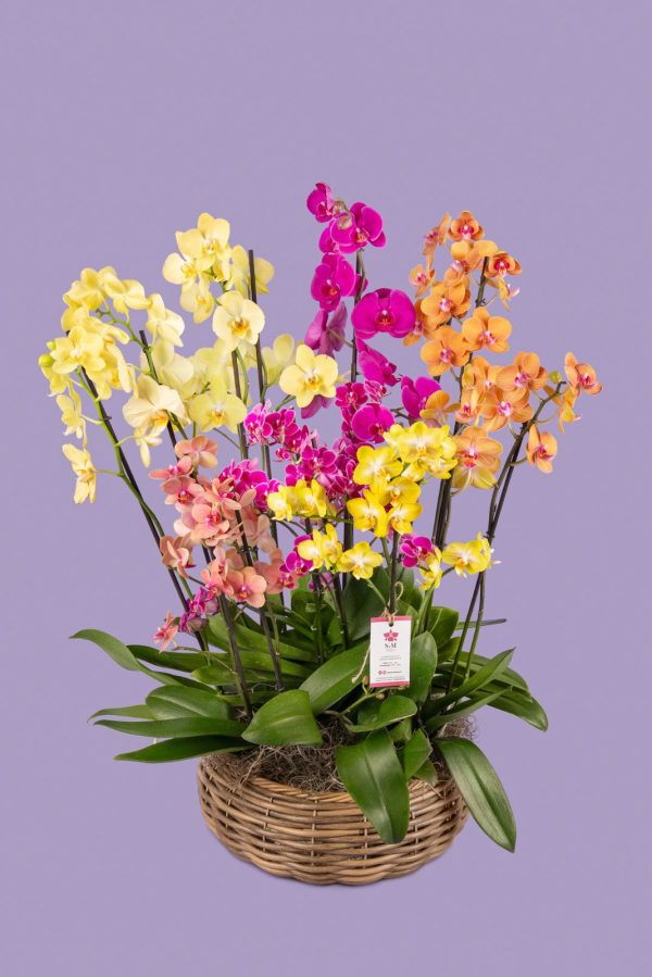 7 Phalaenopsis en canasto