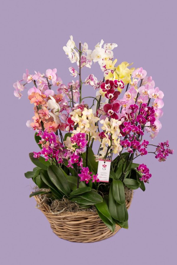 9 Phalaenopsis en canasto