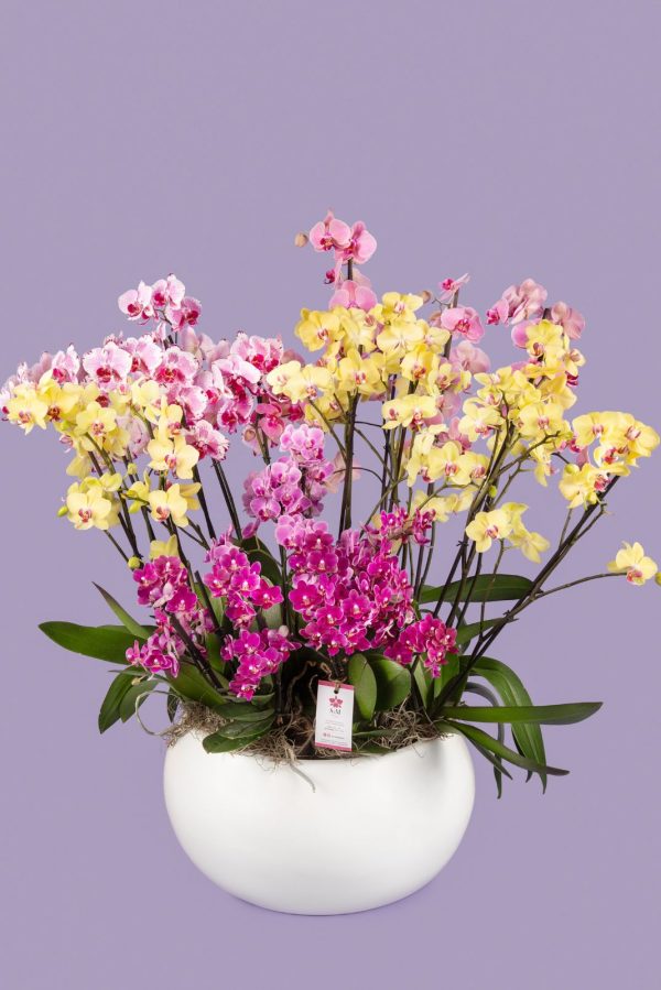 10 Phalaenopsis en base de fibra de vidrio