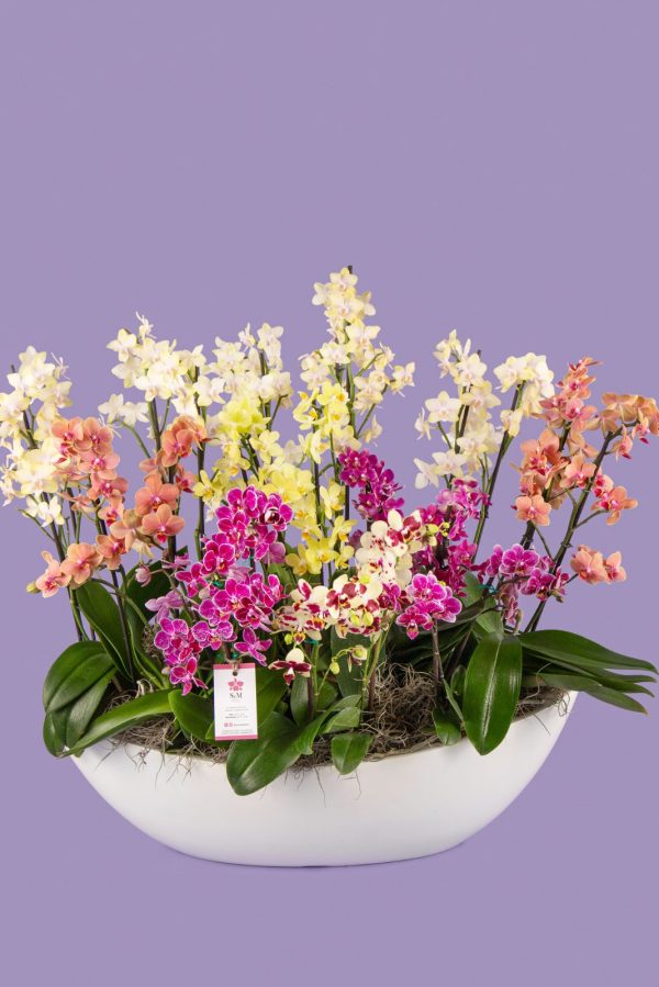 12 Phalaenopsis en base de fibra de vidrio