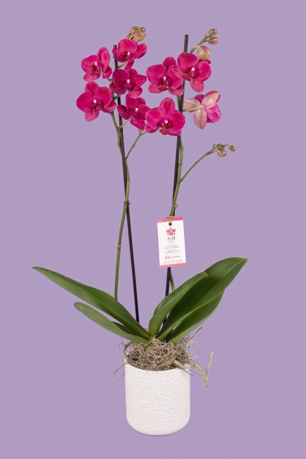 Phalaenopsis en base cerámica