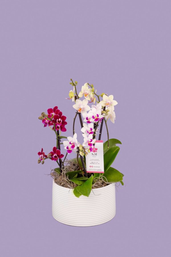 3 Phalaenopsis mini en base cerámica