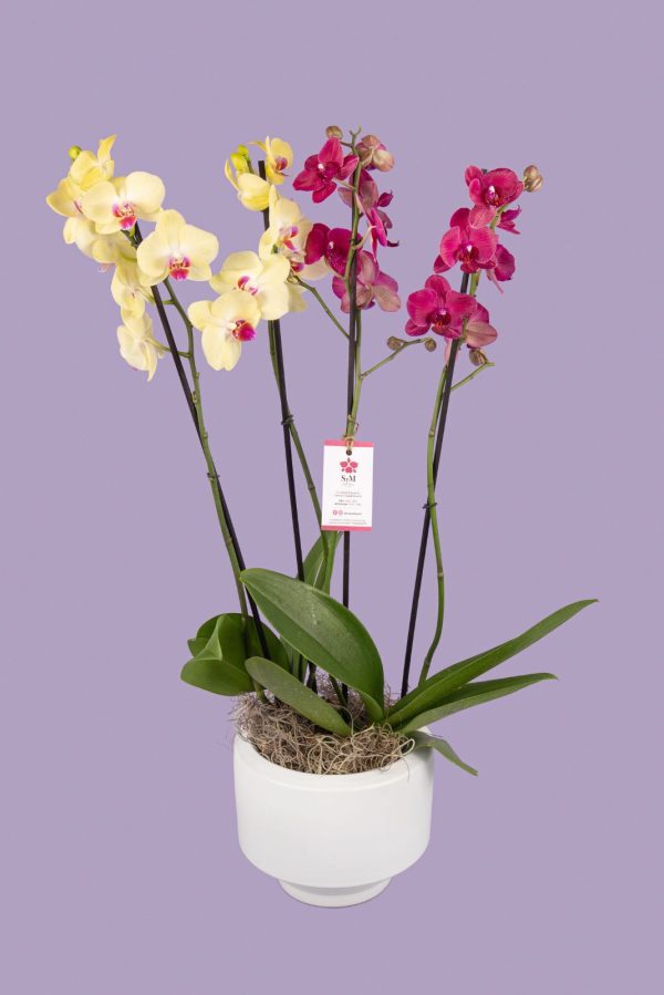 2 Phalaenopsis en base cerámica