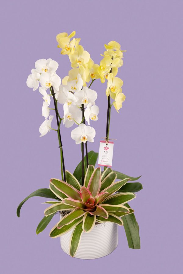 2 Phalaenopsis y 1 Bromelia en base cerámica