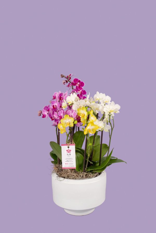 4 Phalaenopsis medianas base cerámica
