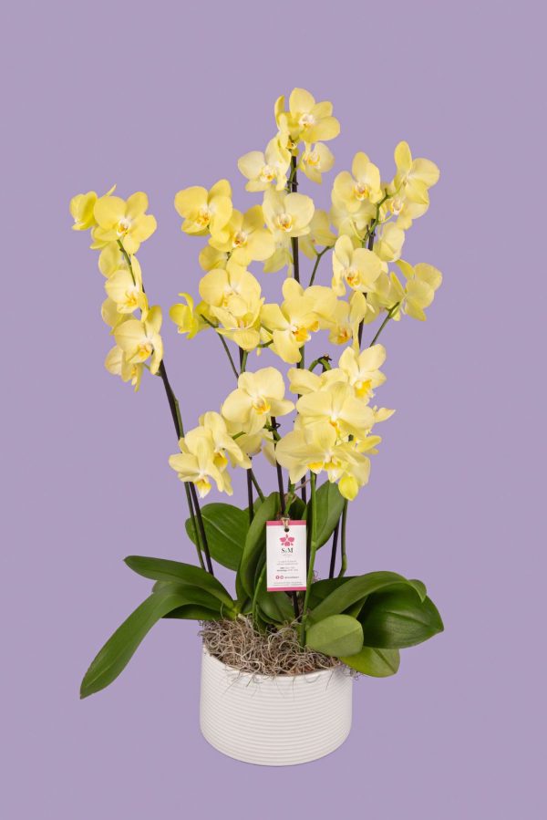 3 Phalaenopsis en base cerámica