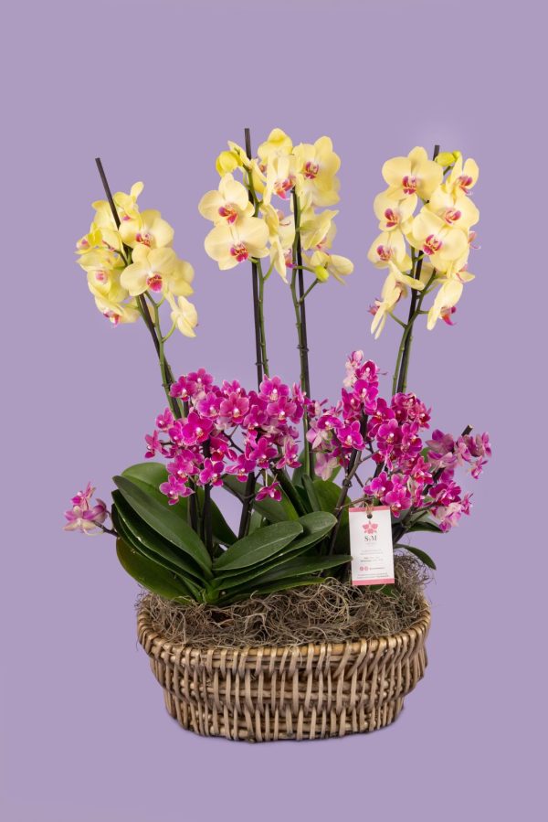 4 Phalaenopsis en base cerámica