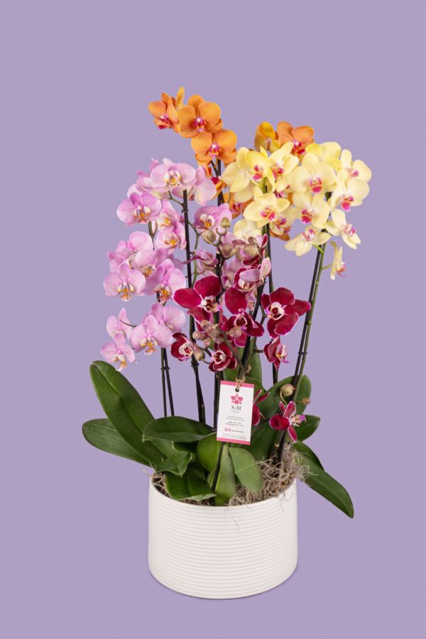 4 Phalaenopsis en base cerámica